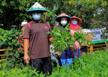 Panen Raya Sayuran, Walikota Arief: Hasilnya Buat Warga