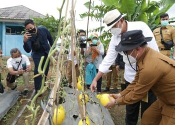 Pemprov Banten Prioritaskan Sektor Pertanian untuk Ketahanan Pangan