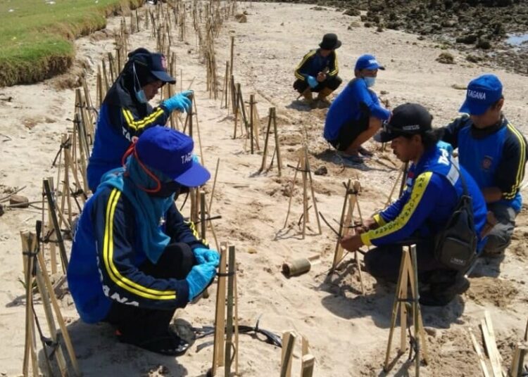 3.000 Mangrove Ditanam di Pesisir Pantai oleh Tagana dan KSB