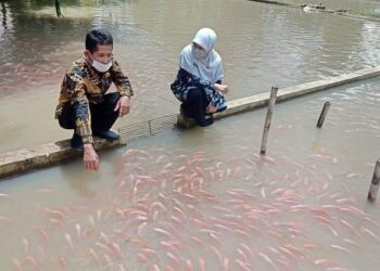 Omzet Budidaya Ikan Nila Merah di Kanupaten Pandeglang Melambung