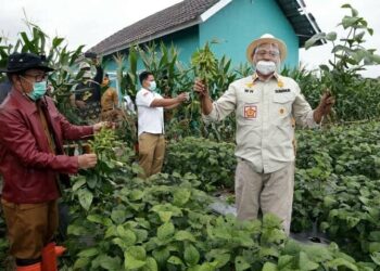Peningkatan Produksi Kedelai di Banten Terus Didorong