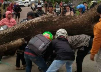 Motor Ringsek Tertimpa Pohon Tumbang di Jalan Raya Labuan-Carita