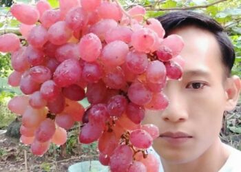 Pemuda Desa Kayu Agung Sukses Budidaya Anggur