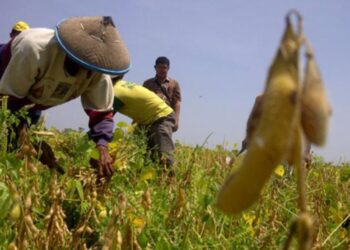 Realisasi Program Tanam Kedelai 500 Hektar di Kabupaten Serang Terkendala Benih