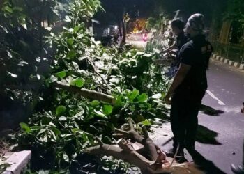 Angin Kencang di Kota Tangerang, BPBD: Hindari Berteduh dan Parkir di Bawah Pohon