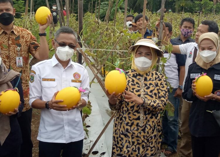 Bupati Serang Ratu Tatu Chasanah, panen perdana melon golden, di Desa Melati, Kecamatan Waringinkurung, Kabupaten Serang, Kamis (23/12/2021). (ISTIMEWA)