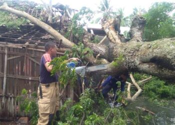 Diterjang Hujan Deras dan Angin Kencang, Dua Pohon di Kabupaten Tangerang Tumbang