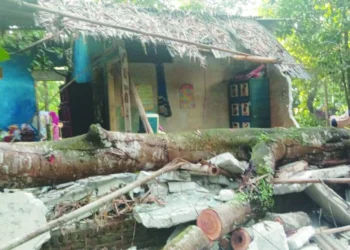 9 Unit Kontrakan dan 1 Rumah Warga Ditimpa Pohon di Tigaraksa