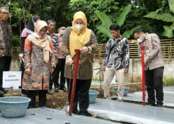 Bupati Pandeglang, Irna Narulita sedang menanam bibit porang di Kampung Cirendeu, Desa Babakanlor, Kecamatan Cikedal, Kabupaten Pandeglang, Kamis (19/5/2022). (ISTIMEWA)