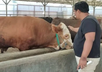 HEWAN TERNAK–Seorang pemilik hewan ternak Sapi, sedang menunjukkan kondisi Sapi dan kandang ternak milikinya, Rabu (18/5/2022). (ISTIMEWA)