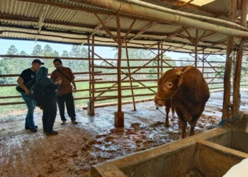 Tim URC Dinas Pertanian Kabupaten Serang, melakukan pemeriksaan kesehatan terhadap sapi, belum lama ini. (ISTIMEWA)