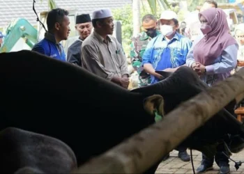 PENINJAUAN–Bupati Pandeglang, Irna Narulita, memastikan kesehatan hewan ternak di lapak pedagang di Kadubanan, Pandeglang, beberapa waktu lalu. (ISTIMEWA)