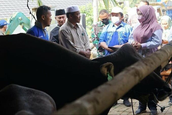 PENINJAUAN–Bupati Pandeglang, Irna Narulita, memastikan kesehatan hewan ternak di lapak pedagang di Kadubanan, Pandeglang, beberapa waktu lalu. (ISTIMEWA)