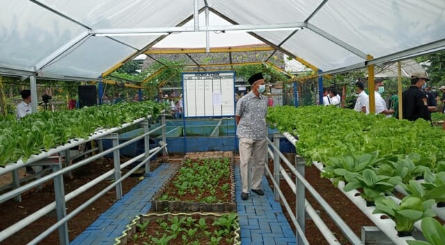 KWT di Kota Tangerang Panen Sayur Hidroponik, Hasil Langsung Diborong Rumah Makan