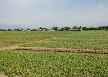 Bakal Dipergunakan, Petani Sayur Diminta Kosongkan Lahan Milik Pemkot Tangerang
