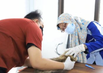 Cegah Over Populasi, DKP Kota Tangerang Buka Layanan Kastrasi Kucing Jantan Gratis