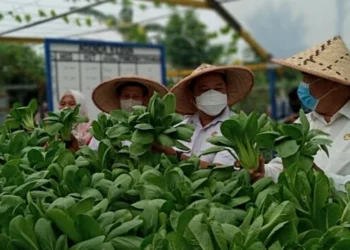 KWT di Kota Tangerang Panen Sayur Hidroponik, Hasil Langsung Diborong Rumah Makan