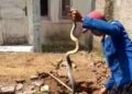 Kerap "Teror" Warga Perumahan di Lebak, Ular Kobra 2 Meter Ditangkap