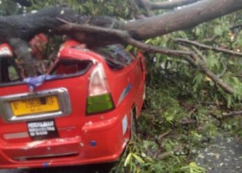 Pohon tumbang timpa angkot, di Jalan Raya Cilegon-Merak, tepatnya di depan Untirta Kelurahan Kotabumi, Kecamatan Purwakarta, Kota Cilegon, Selasa (16/8/2022). (ISTIMEWA)